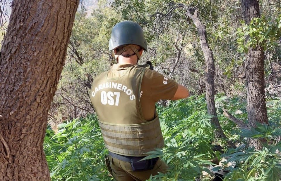 M S De Mil Plantas De Cannabis Fueron Incautadas En La Quebrada