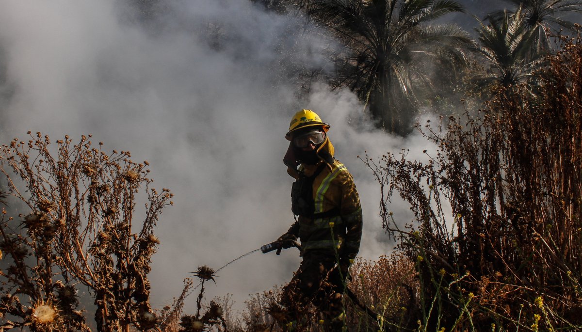 Informe De Conaf Revel Intencionalidad En Un Tercio De Los Incendios