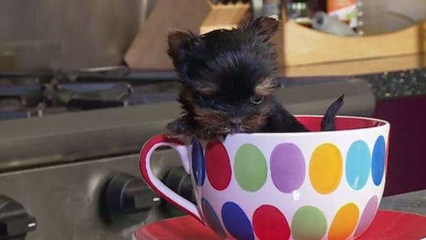 El perro más pequeño del mundo cabe en una taza de té