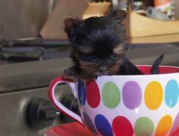 El perro más pequeño del mundo cabe en una taza de té