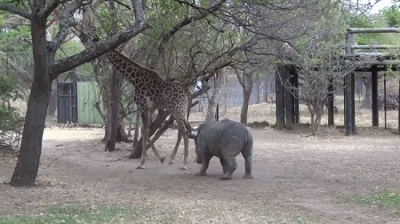 ¡Qué dolor! Travieso rinoceronte lo pasó muy mal por “molestar” a su compañera jirafa