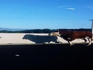 Precaución: Bovino suelto sorprende en la Costanera Norte