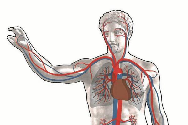 Tumores y sistema circulatorio principales causas de muerte de los chilenos