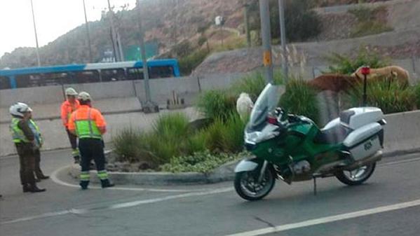 Caballos sueltos provocan congestión en la autopista Vespucio Norte