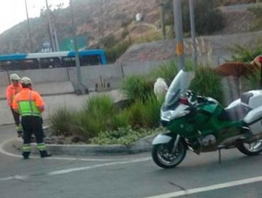 Caballos sueltos provocan congestión en la autopista Vespucio Norte