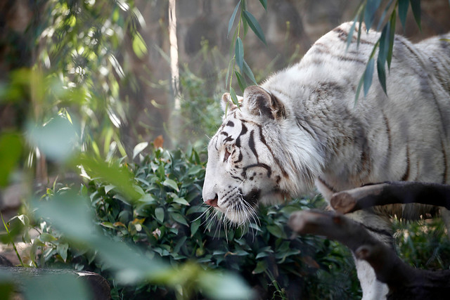 Zoológico Nacional presentó a sus nuevas y hermosas tigresas blancas