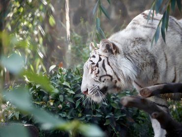 Zoológico Nacional presentó a sus nuevas y hermosas tigresas blancas