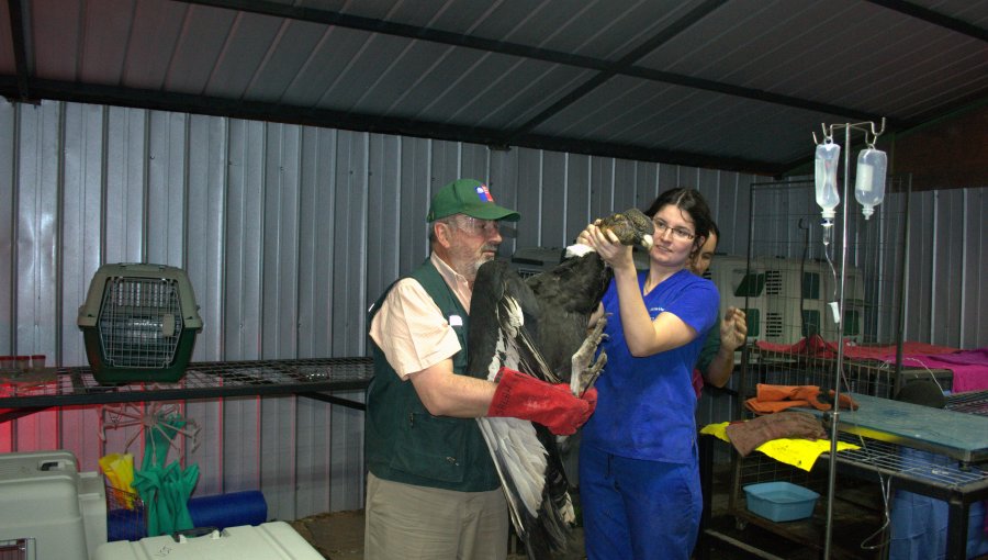 Rescatan a a cuatro cóndores en Tabolango