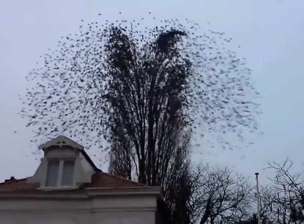 Video: Increíble explosión de pájaros de un árbol