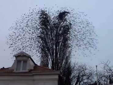 Video: Increíble explosión de pájaros de un árbol