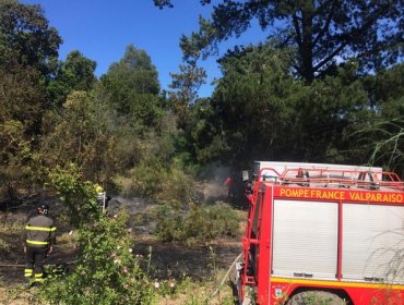 Incendio forestal afecta a sector del Camino La Pólvora en Valparaíso