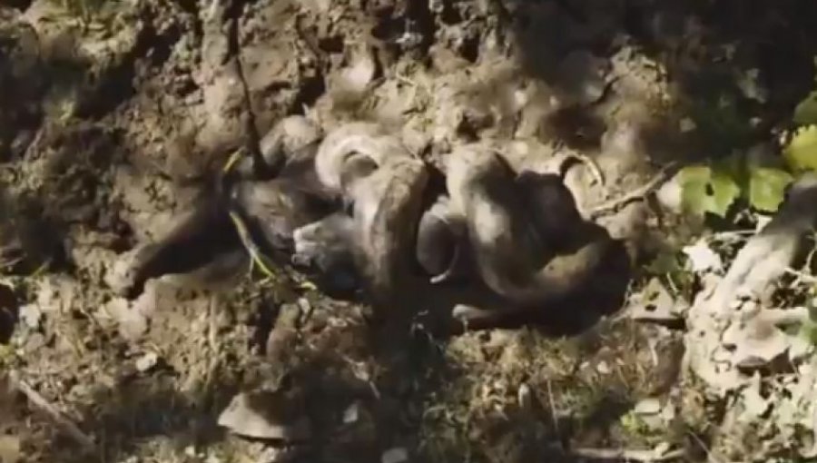 Video: Paralizante adelanto de documental donde un hombre se deja tragar por una anaconda