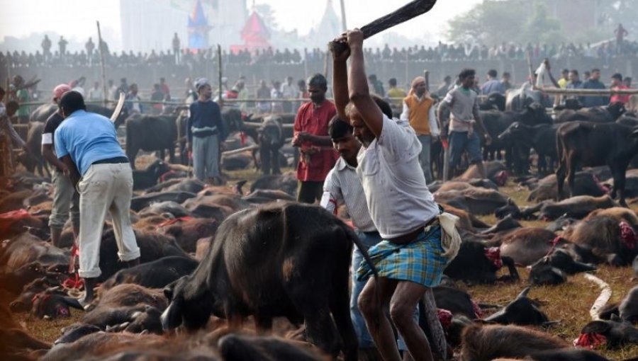 Impacto: En Nepal celebran fiesta religiosa con masivo sacrificio de animales