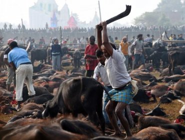 Impacto: En Nepal celebran fiesta religiosa con masivo sacrificio de animales