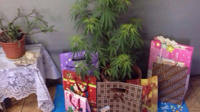 Carabineros descubrió planta de marihuana "disfrazada" de árbol de Navidad