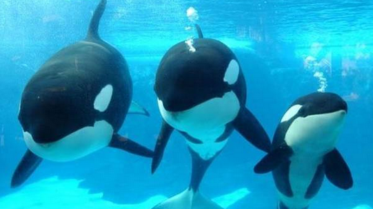 Registran nacimiento de "pequeña" ballena de 180 kilos en Seaworld de EE.UU.