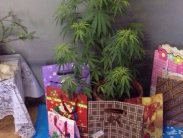 Carabineros descubrió planta de marihuana "disfrazada" de árbol de Navidad