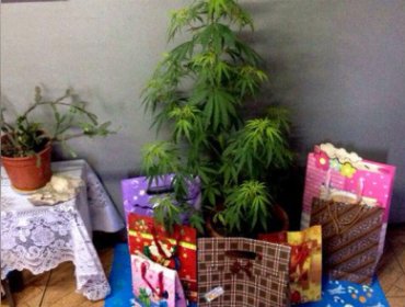 En prisión preventiva quedó mujer que tenía planta de marihuana navideña