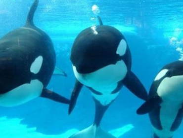 Registran nacimiento de "pequeña" ballena de 180 kilos en Seaworld de EE.UU.