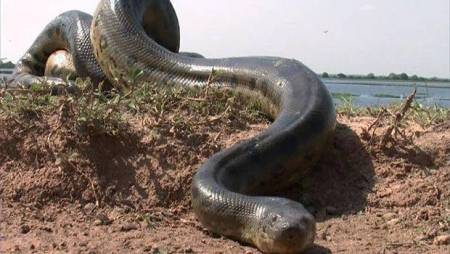 Video: Estrenan polémico documental en EE.UU. en que un hombre se deja devorar por una anaconda