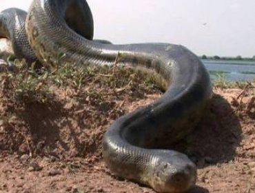 Video: Estrenan polémico documental en EE.UU. en que un hombre se deja devorar por una anaconda