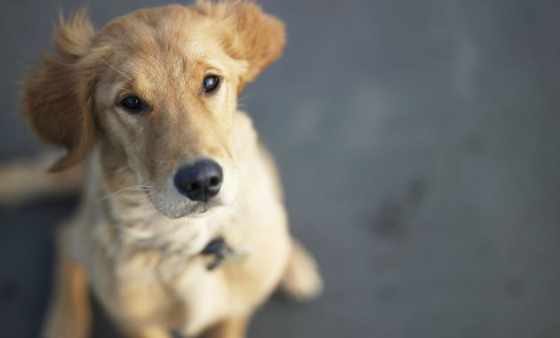 6 cosas que los perros pueden predecir