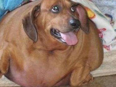 Conoce la historia de Obie, el cachorro obeso que adelgazó 25 kilos