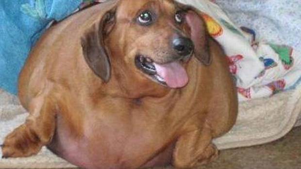 Conoce la historia de Obie, el cachorro obeso que adelgazó 25 kilos