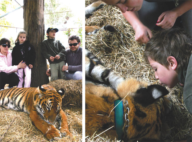 Polémica por zoo argentino que permite entrar a visitantes a jaulas de leones