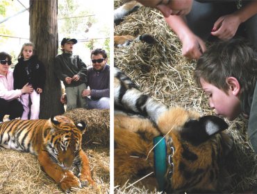 Polémica por zoo argentino que permite entrar a visitantes a jaulas de leones