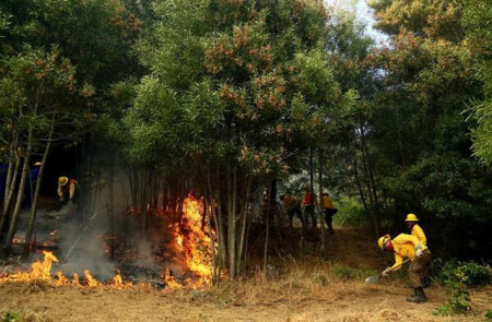 Decretan alerta roja en dos comunas del Biobío por violentos incendios en la zona