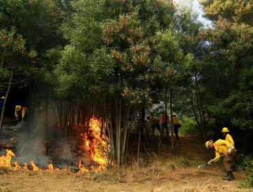 Decretan alerta roja en dos comunas del Biobío por violentos incendios en la zona