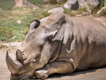 Murió un rinoceronte blanco y sólo quedan 5 en el mundo