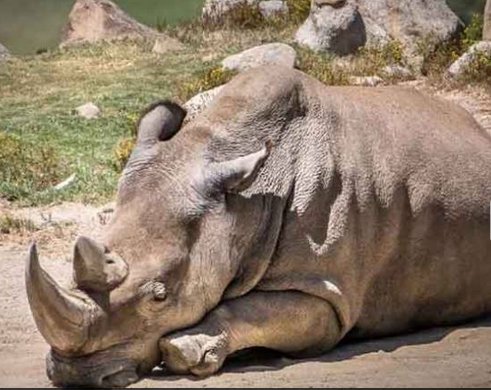 Murió un rinoceronte blanco y sólo quedan 5 en el mundo