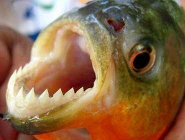 El calor y la lluvia provocan nuevos ataques de peces carnívoros en Argentina