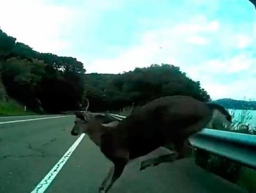 Impresionante: Ciclista graba su propio choque contra un venado