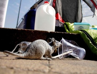 Niña de 6 años muere por virus hanta en Curacautín