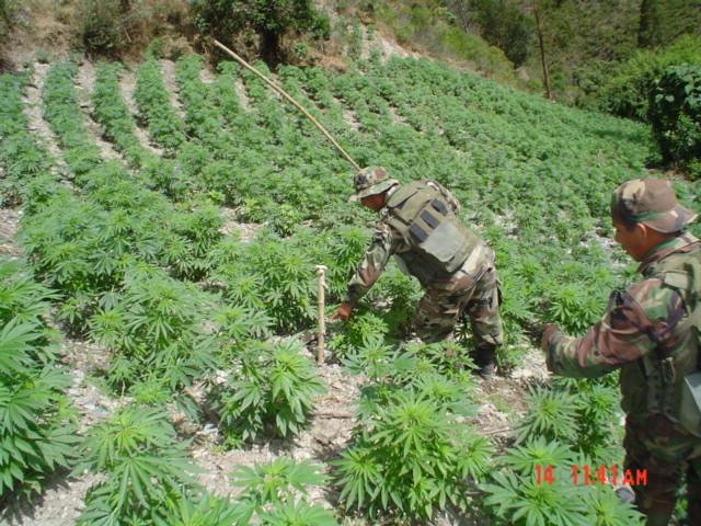 Paraguay destruyó 1.996 hectáreas de cultivos de marihuana en 2014