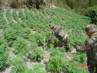 Paraguay destruyó 1.996 hectáreas de cultivos de marihuana en 2014