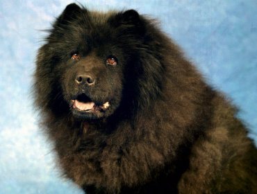 Italia cierra un circo que exhibía perros Chow Chow camuflados de osos panda