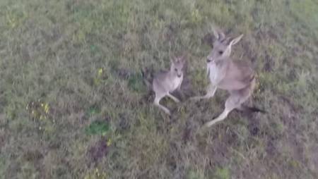 Video: Fiera defensa: Mamá canguro destrozó un drone que molestaba a sus crías