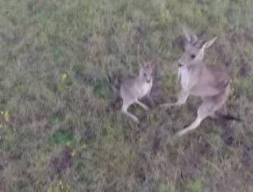 Video: Fiera defensa: Mamá canguro destrozó un drone que molestaba a sus crías