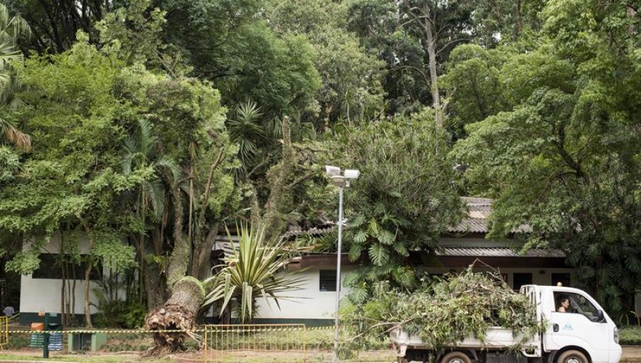 Un temporal derriba 198 árboles en la mayor ciudad de Brasil