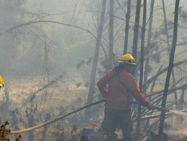 Incendio forestal afecta a Pingueral en Tomé