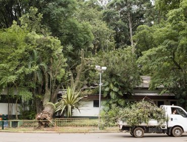 Un temporal derriba 198 árboles en la mayor ciudad de Brasil