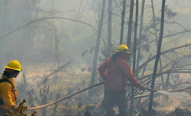 Incendio forestal afecta a Pingueral en Tomé