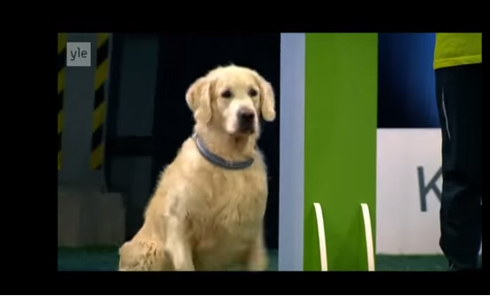 Este perro está participando de un concurso de obediencia, pero falla de una manera muy adorable
