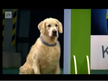 Este perro está participando de un concurso de obediencia, pero falla de una manera muy adorable