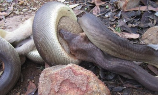 Impresionante: Sorprenden a pitón mientras devoraba un canguro en Australia