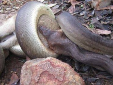 Impresionante: Sorprenden a pitón mientras devoraba un canguro en Australia